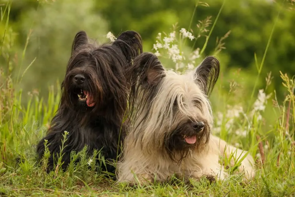 zwei Skye Terrier liegen im Gras