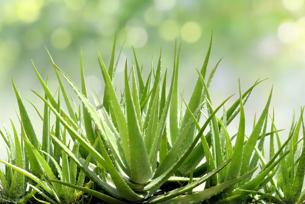 Aloe Vera Pflanze