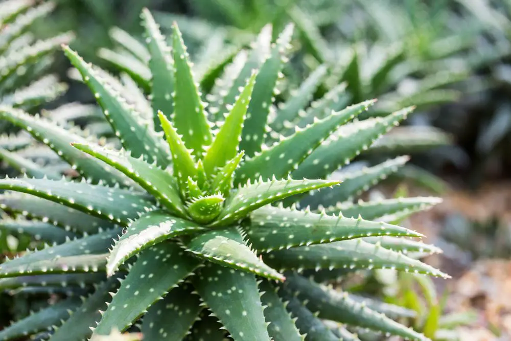 Aloe Vera Pflanzen mögen tropisches Wetter