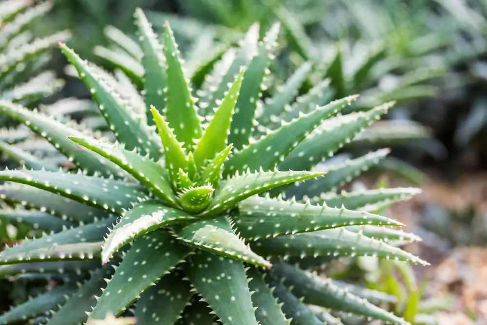 Aloe Vera Pflanzen mögen tropisches Wetter