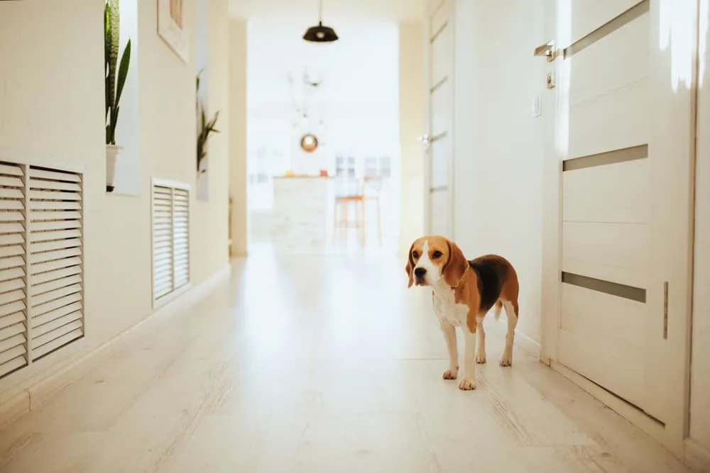 Beagle steht vor geschlossener Tür