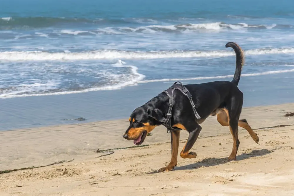 Black and Tan Coonhound am Strand