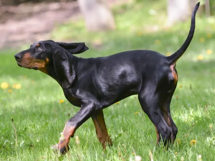 Black and Tan Coonhound