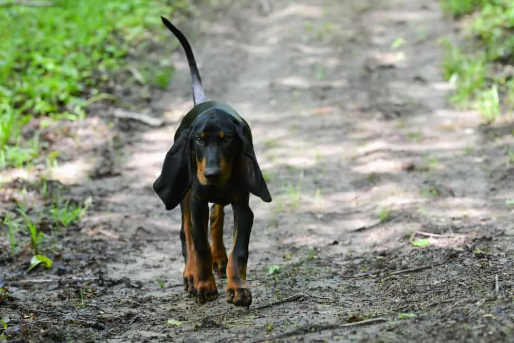 Black and Tan Coonhound im Wald