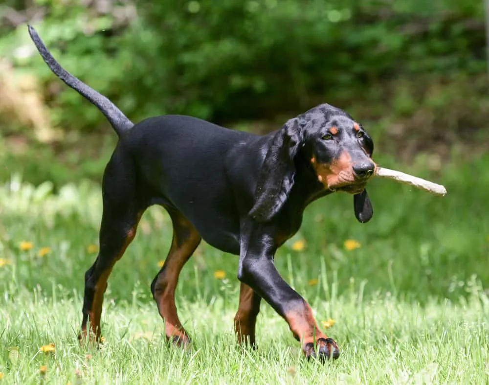 Black and Tan Coonhound mit Stöckchen