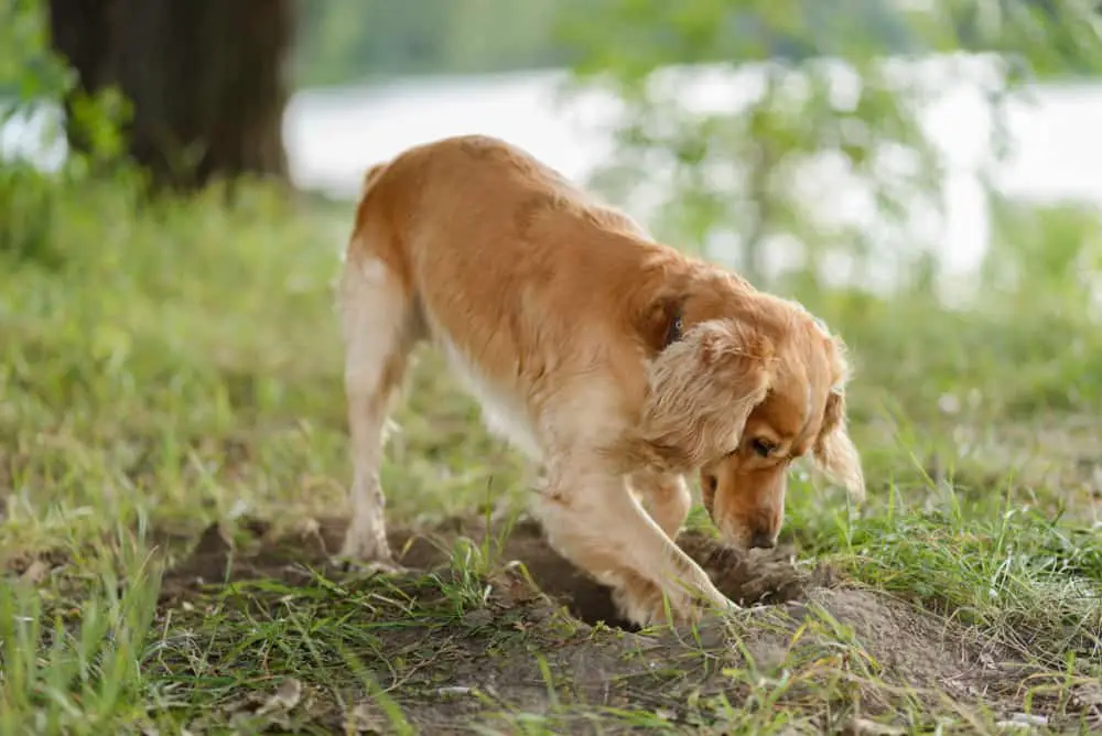 Cocker Spaniel - Hund gräbt ein Loch im Garten