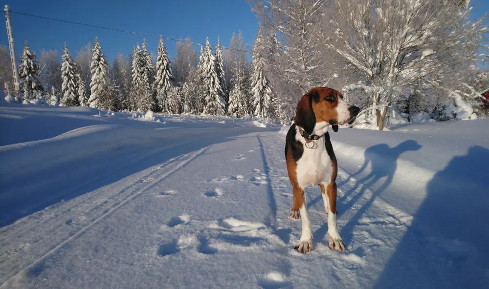 Finnischer Laufhund beim Spaziergang im Schnee