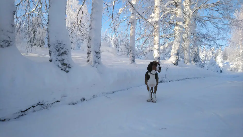 Finnischer Laufhund im Wald bei Schnee