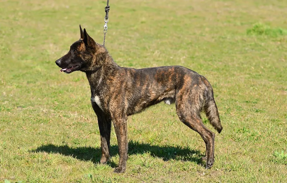 Holländischer Schäferhund (Hollandse Herdershond) an der Leine