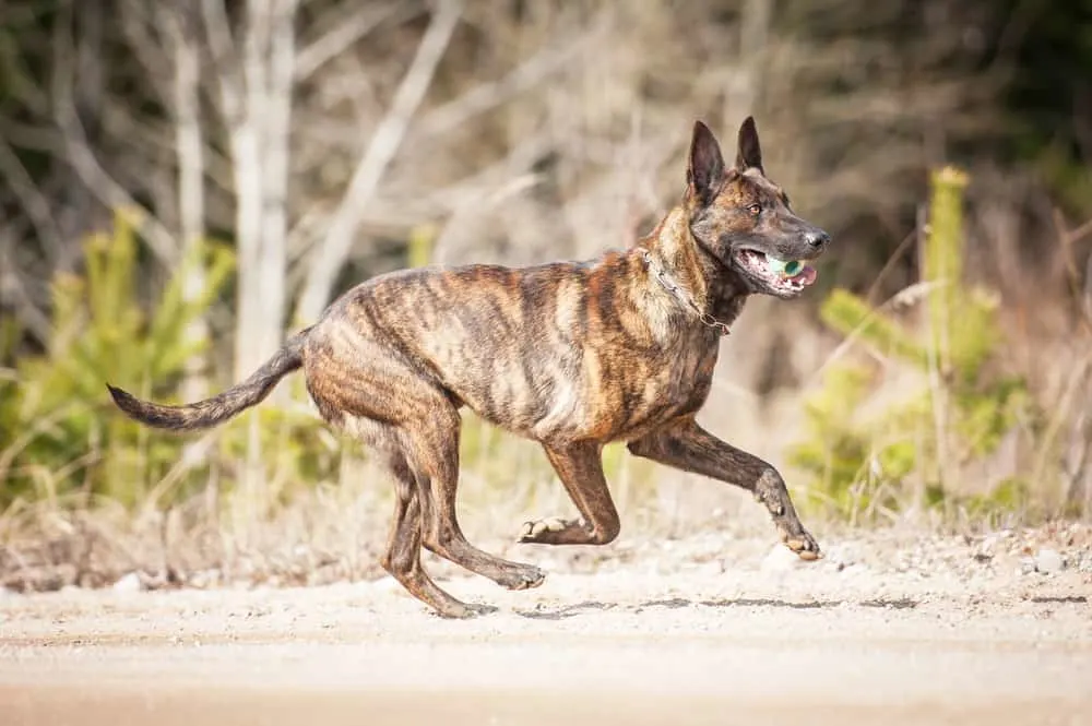 Holländischer Schäferhund (Hollandse Herdershond) beim spielen