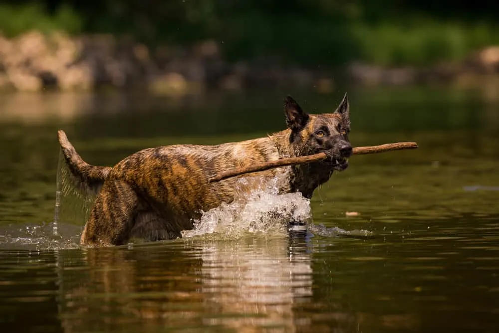 Holländischer Schäferhund (Hollandse Herdershond) mit einem Stöckchen im Wasser