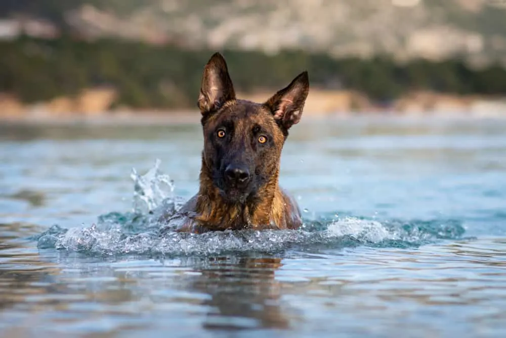 Holländischer Schäferhund (Hollandse Herdershond) schwimmt