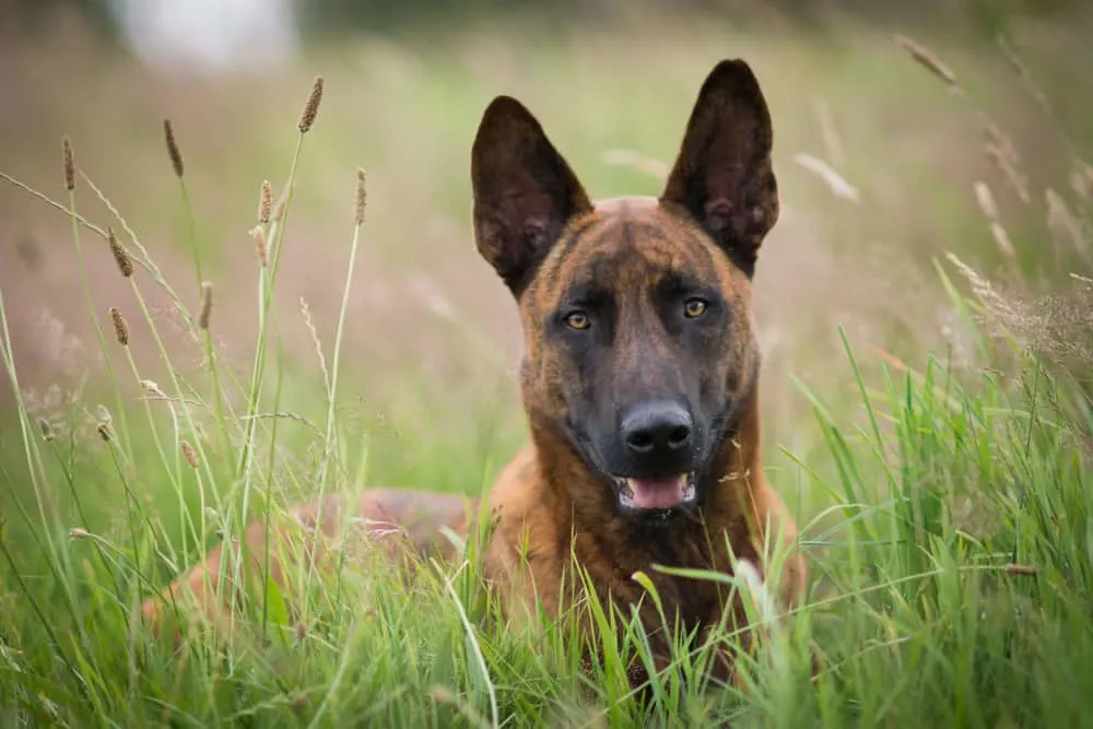 Holländischer Schäferhund (Hollandse Herdershond) sitzt im Gras