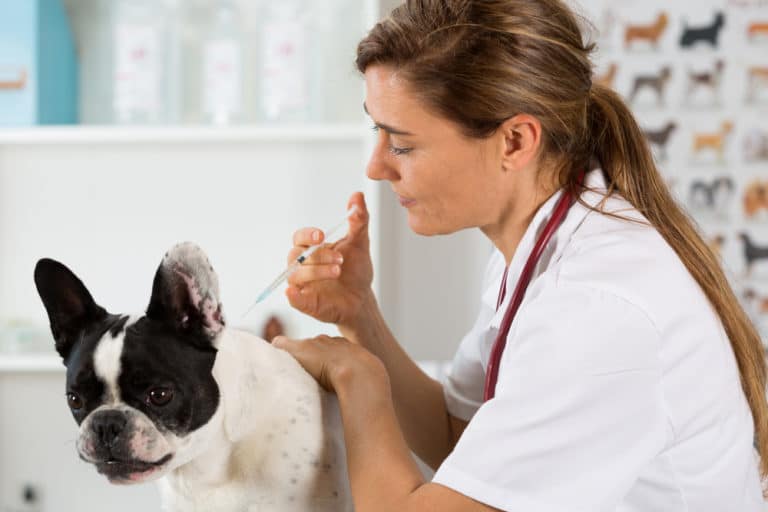 Ehrlichiose beim Hund das „Zeckenfieber“