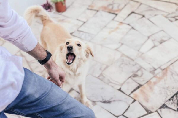 Hund Bellt Wenn Er Gerausche Im Treppenhaus Hort Hund bellt, wenn er allein ist - 8 Tipps für mehr Ruhe