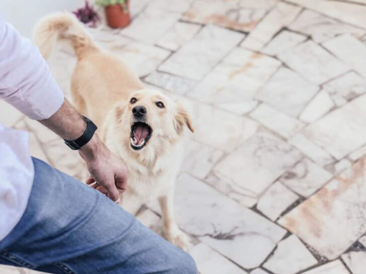 Hund bellt Besuch an – 7 praktische Tipps