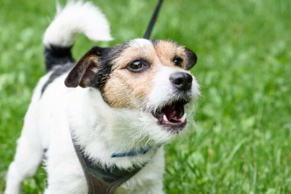 Hund Bellt Mich An Wenn Ich Nein Sage bellos-reich.de