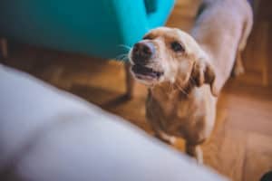 Hund bellt im Haus