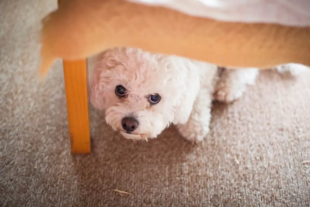 Hund hat Angst und versteckt sich unter dem Tisch