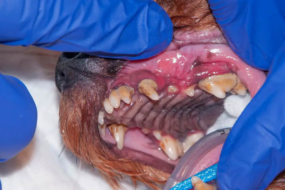 Hund hat Zahnprobleme
