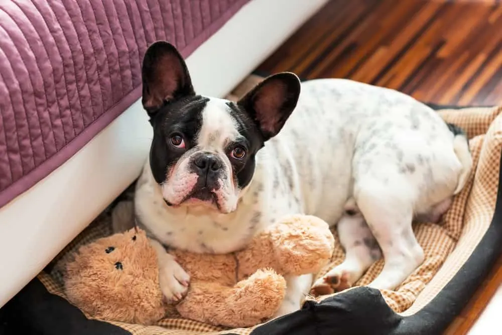 Hund liegt im Körbchen - Französische Bulldogge