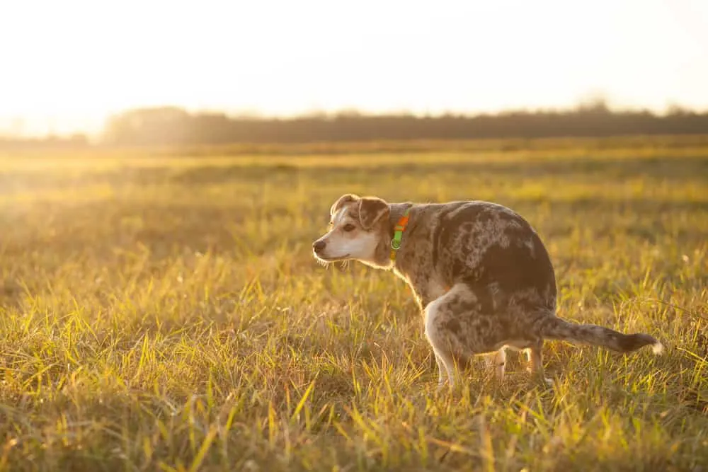 Hund macht sein Geschäft auf der Wiese