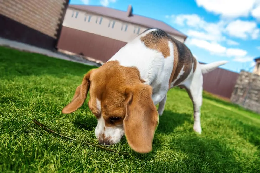 Hund schnüffelt im Gras