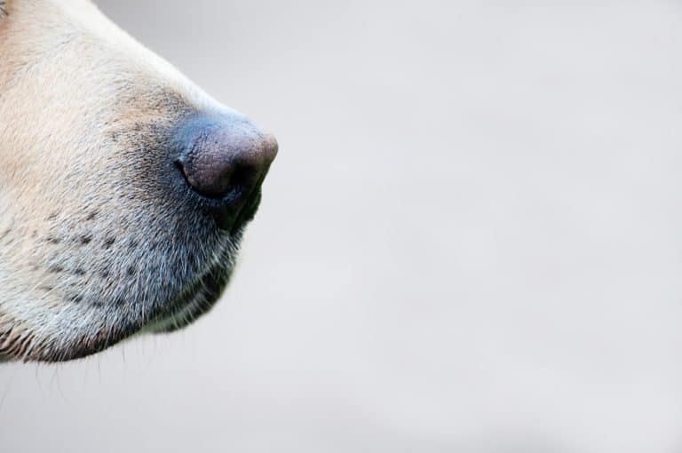 Mein Hund hat eine trockene Nase Was tun?