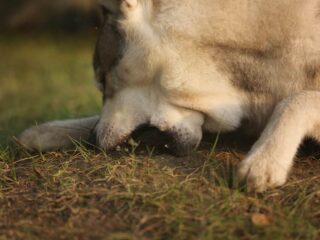Husky - Hund frisst Erde