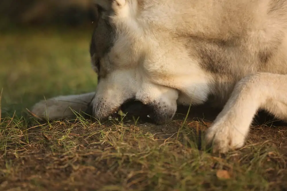 Husky - Hund frisst Erde