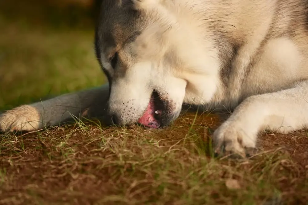 Husky - Hund leckt an Erde