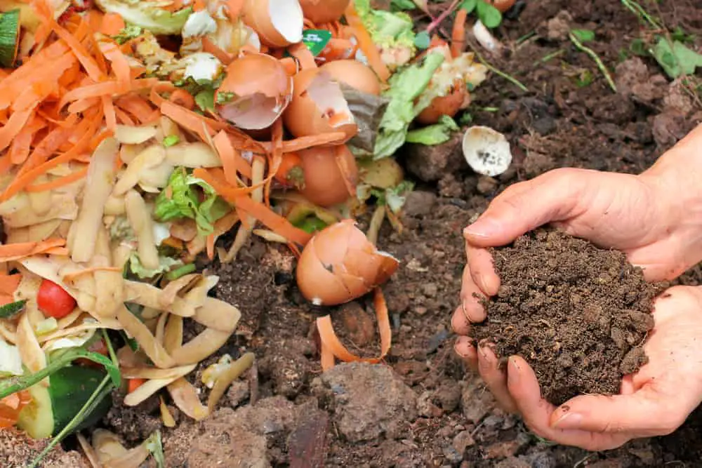 Kompost mit kompostierter Erde
