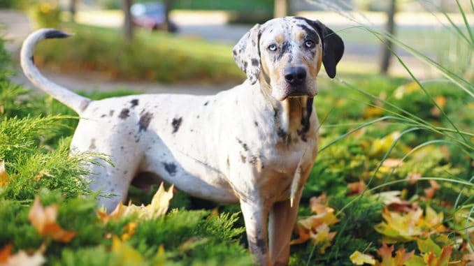 Louisiana Catahoula Leopard Dog steht im Gras Louisiana Catahoula Leopard Dog steht im Gras