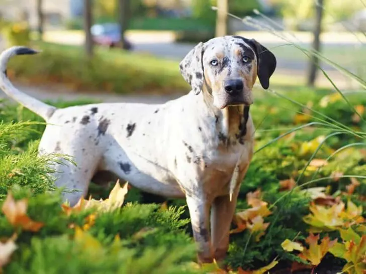Catahoula Leopard Dog