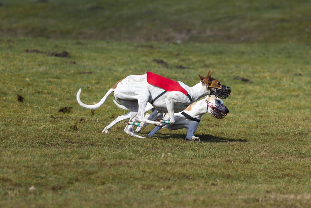 Magyar Agar (Ungarischer Windhund) beim Hunderennen