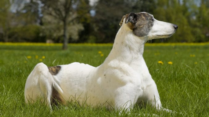 Magyar Agar (Ungarischer Windhund) liegt im Gras