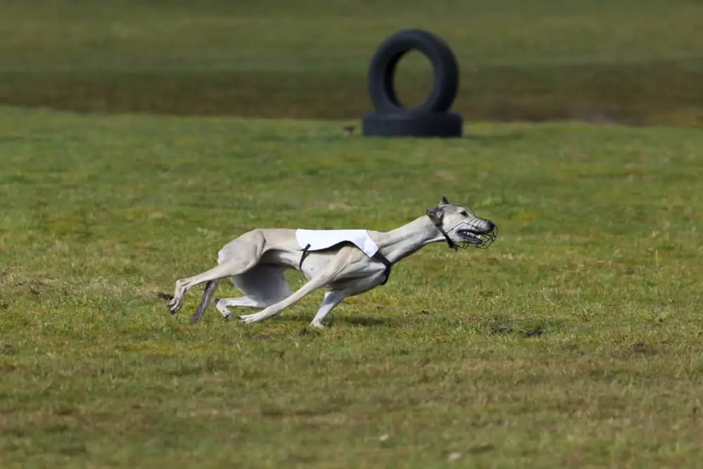 Magyar Agar (Ungarischer Windhund) rennt über die Wiese