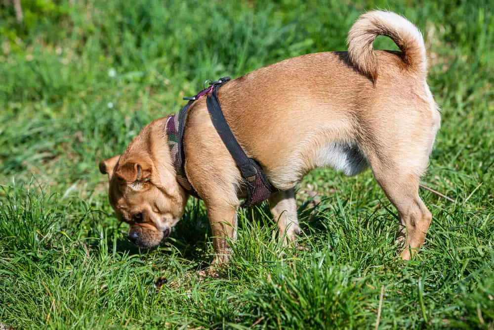 Mischlingshund schnüffelt im Gras