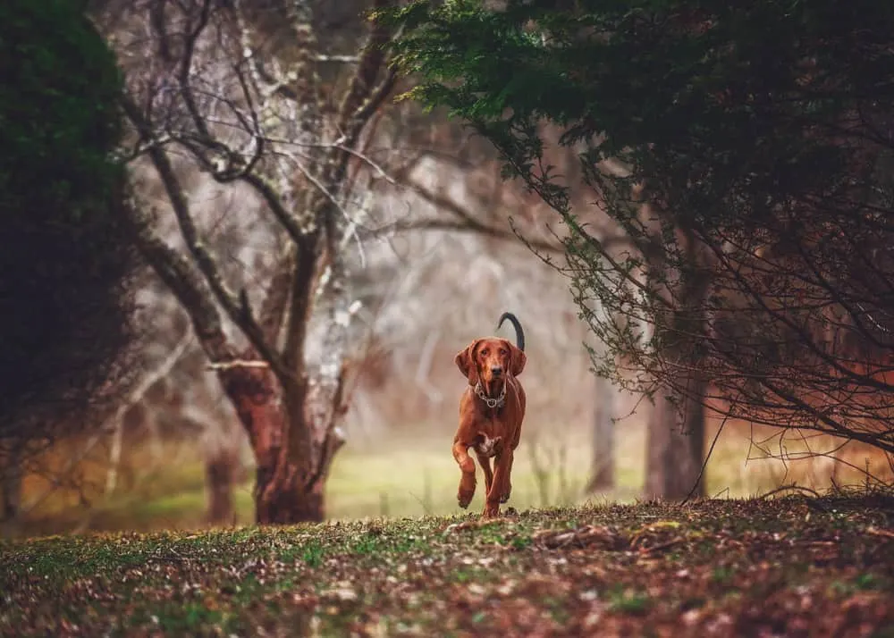 Redbone Coonhound im Wald