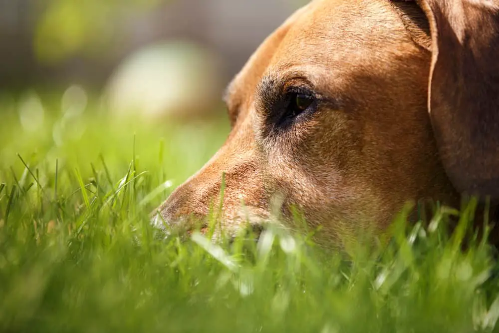 Redbone Coonhound liegt im Gras