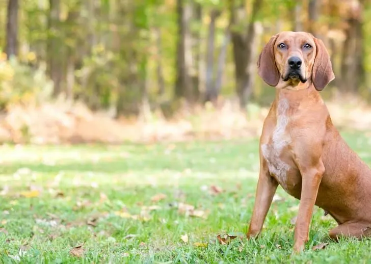 Redbone Coonhound
