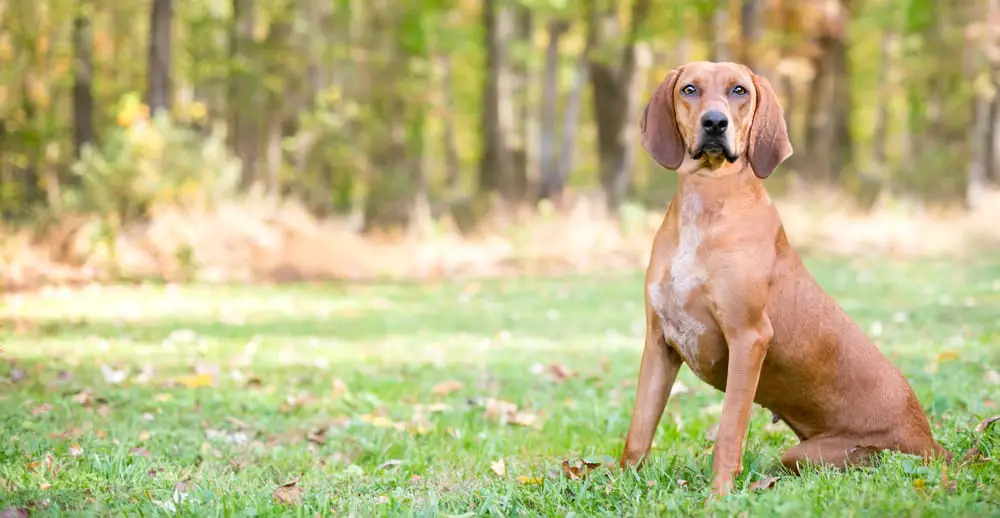 Redbone Coonhound sitzt auf der Wiese