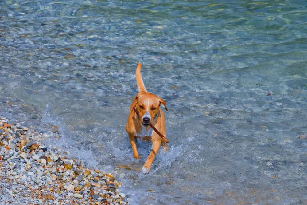 Redbone Coonhound spielt im Wasser