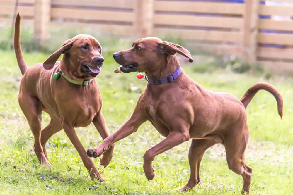 Zwei Redbone Coonhounds spielen im Garten