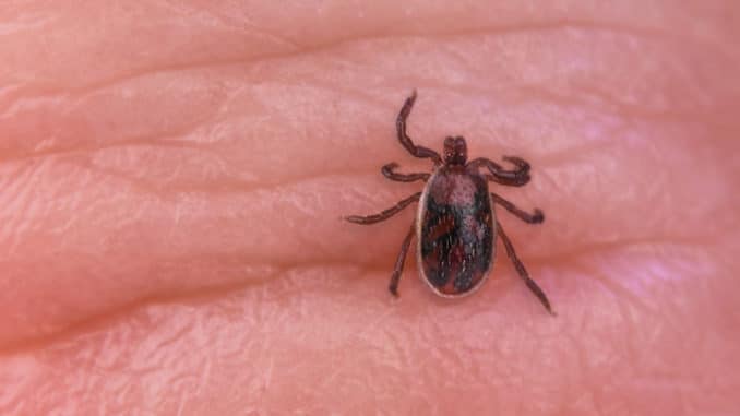 braune Hundezecke (Rhipicephalus sanguineus) auf einer Hand braune Hundezecke (Rhipicephalus sanguineus) auf einer Hand