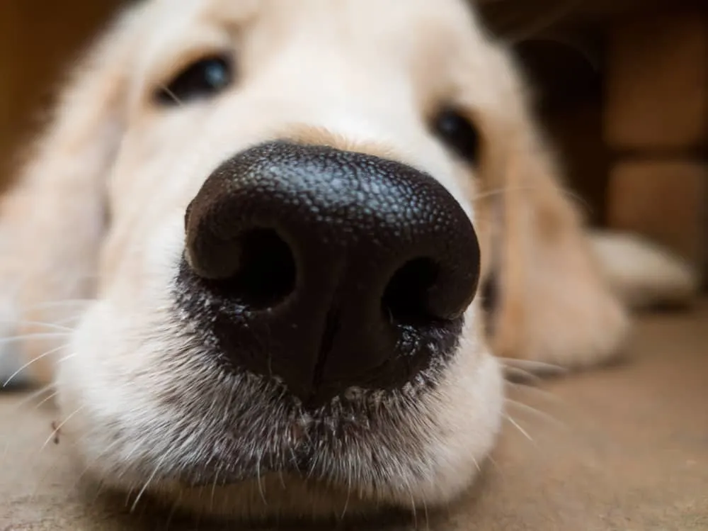 große Nase eines Hundes