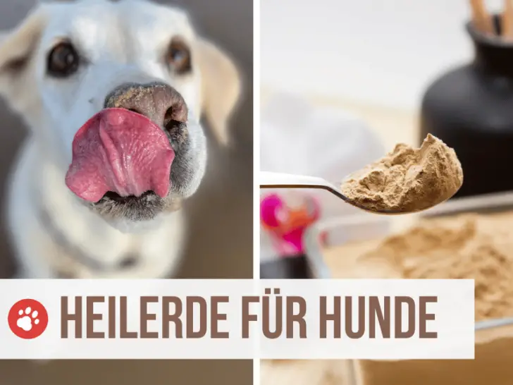 Heilerde für Hunde: hilft bei Giardien und Durchfall