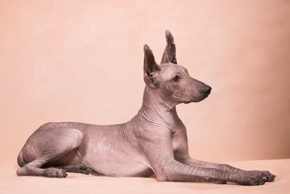 junger Mexikanischer Nackthund (Xoloitzcuintle) im Fotostudio