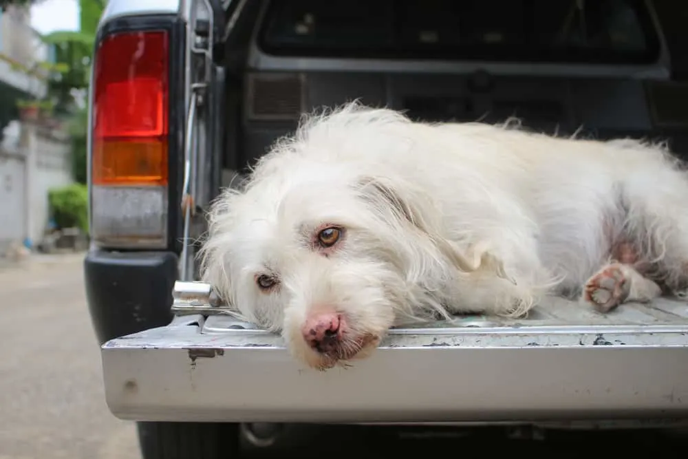 trauriger Hund muss Auto fahren