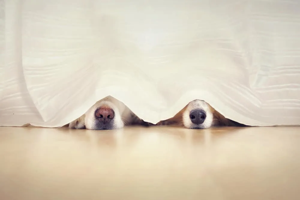 zwei Hunde riechen lieber aber sehen nichts